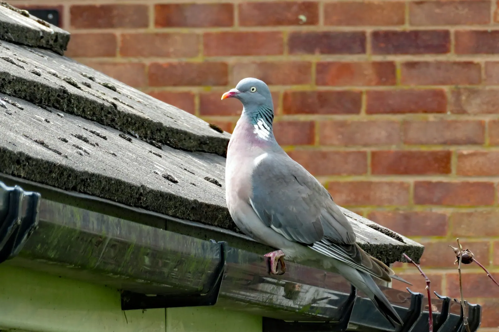 Pigeon perched on the edge of a roof